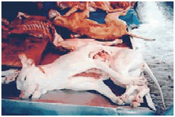 Torture de chien en Corée du Sud