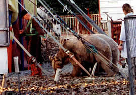 Eléphant emprisonné