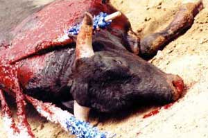 Pétition contre la corrida