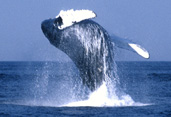 Mettez fin maintenant à la chasse à la baleine ou  